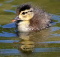 anatra di legno del bambino nell'acqua foto