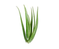 foglia fresca di aloe vera con sfondo bianco isolato foto