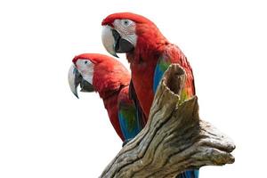 due uccelli ara rossa su un ramo isolato su sfondo bianco foto