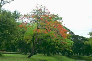 grande albero con fiore rosso che fiorisce nel parco in thailandia. foto