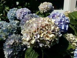 pianta di ortensia con fiori blu e bianchi foto