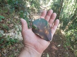 mano che tiene foglia verde e marrone nella foresta di guajataca a porto rico foto