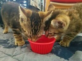 due gattini marroni che bevono acqua da una tazza rossa foto