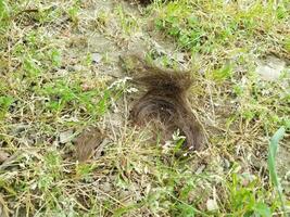tagliare i capelli castani su erba verde o prato foto