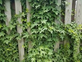 l'edera verde lascia la vite sul recinto di legno foto