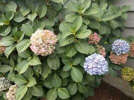 pianta di ortensia con fiori blu e rosa e foglie verdi foto