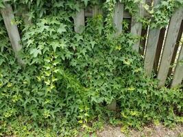 l'edera verde lascia la vite sul recinto di legno foto