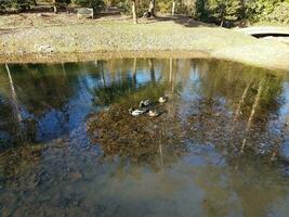 anatre in un lago o stagno e foglie foto