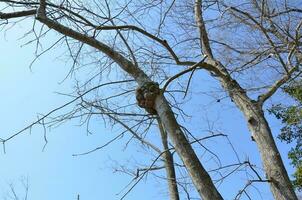 nodo in un albero con rami e corteccia foto