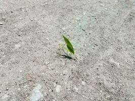 insetto a forma di foglia verde sul terreno foto