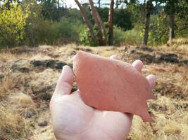 mano che tiene la corteccia rossa sbucciata dall'albero vicino alle erbe marroni foto