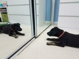 cucciolo di cane nero su tappeto bianco guardandosi allo specchio foto