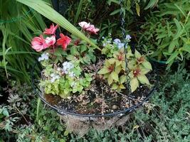 cesto di fiori sospeso in metallo con piante verdi e rosse foto