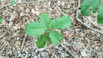 punte o spine su foglie di agrifoglio verde foto