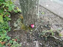 roccia nera con cuore rosso alla base del tronco d'albero foto