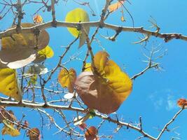 foglie verdi con uova e insetti che mangiano foglie sull'albero a porto rico foto