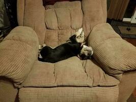 cucciolo bianco e nero che dorme sulla sedia marrone foto