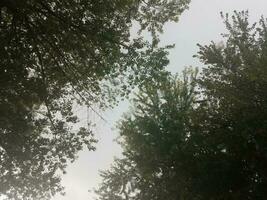 vista di alberi e cielo attraverso il vetro con pioggia foto