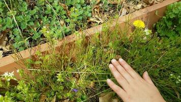 mano del bambino che tocca erbacce verdi e piante vicino al giardino foto