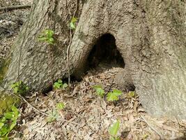 testa di salamandra bruna o di tritone che spunta da una cavità dell'albero foto