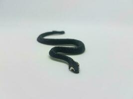 serpente nero su sfondo bianco