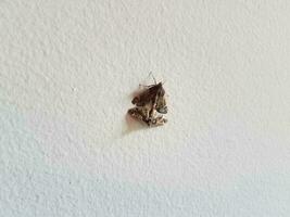 insetti falena marrone con ali che si accoppiano sul muro bianco foto