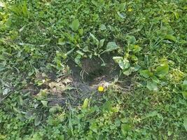 grande buca scavata nell'erba da un animale foto