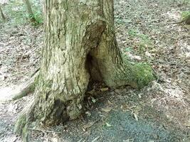 cavo di albero con corteccia e foglie e terra nella foresta foto