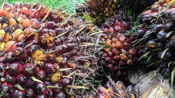 fuoco selettivo di frutta fresca di palma da olio foto