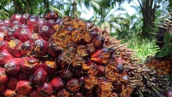 fuoco selettivo di frutta fresca di palma da olio foto