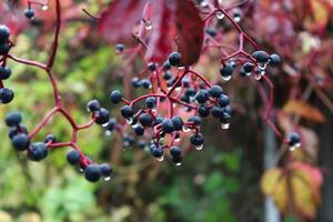 un acino selvatico contorto con piccoli acini e foglie rosse dopo la pioggia. fogliame con gocce di pioggia. autunno foto