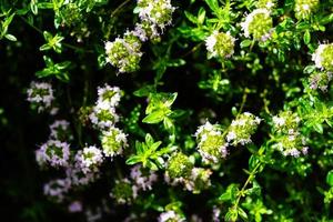 salato satureja hortensis deliziose erbe da cucina foto