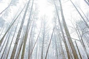foresta invernale foto