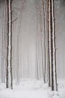 foresta di conifere invernale. foto
