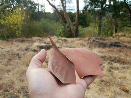 mano che tiene la corteccia rossa sbucciata dall'albero vicino alle erbe marroni foto