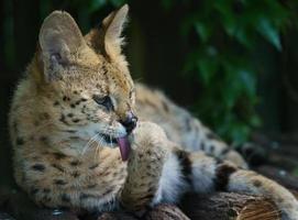 ritratto di serval foto