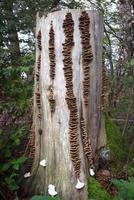 file di funghi staffa su un ceppo di albero