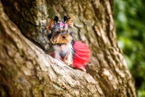 adorabile cucciolo di femmina yorkshire terrier piccolo cane con fiocco sul vecchio albero foto