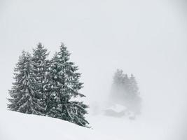 foresta nebbiosa invernale