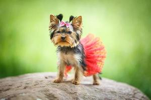 adorabile cucciolo di femmina yorkshire terrier piccolo cane con gonna rossa su sfondo verde sfocato foto