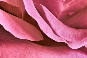 primo piano di petali di rosa foto