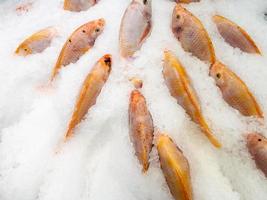 gruppo del pesce fresco di tilapia rossa sul ghiaccio tritato. foto