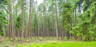 vista panoramica naturale con sentiero piante verdi alberi foresta germania. foto