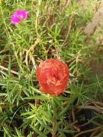 bellissimi fiori d'arancio al mattino foto