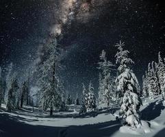 vista maestosa della foresta con abeti e cosmo con molte stelle foto