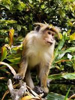 scimmia asiatica sull'albero