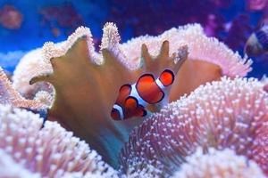 pesce pagliaccio che nuota nei coralli. foto