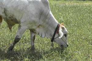 mucche bianche che vengono macellate nei campi tropicali mucche mangiano erba. foto