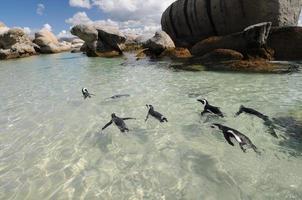 nuotata del pinguino foto