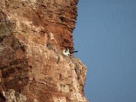 l'isola di Helgoland foto